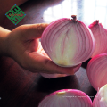 preço de cebolas frescas de alta qualidade de China para venda